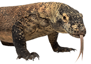 Komodo Dragon walking and sticking the tongue out, isolated on white (4 years old)