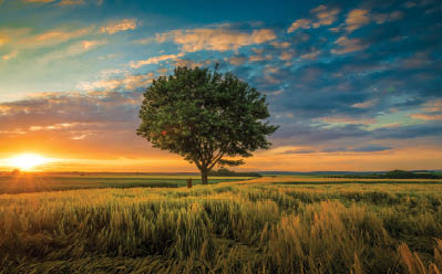 A wide angle shot of a single tree growing under a clouded sky during a sunset surrounded by grass