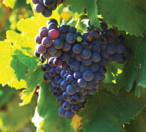 Close-up of vineyards plant in sunny august day. France