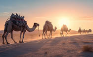 Camel caravan in the desert at sunrise AI generated image
